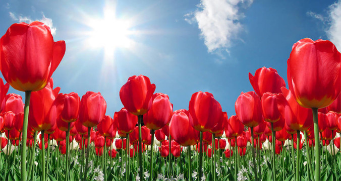 紅tulips2