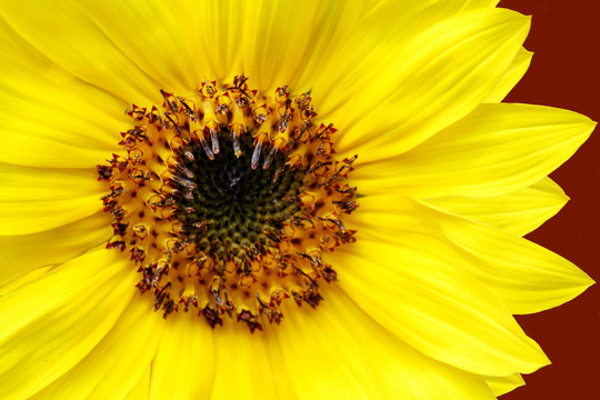 黃色的向日葵特寫