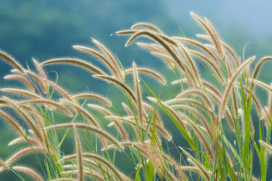 軟芒
