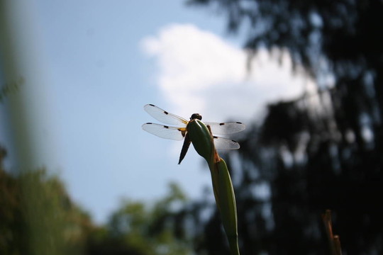 蜻蜓