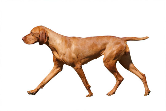 匈牙利維茲拉犬