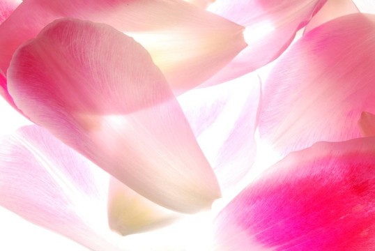 郁金香花瓣背景