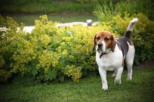 狗正在奔跑著春天