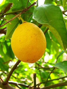 Lemmon在樹上