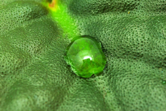 降葉