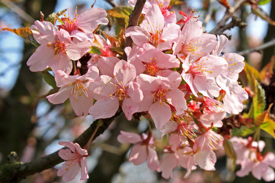 櫻花