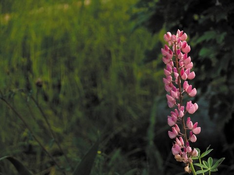 Lupine。一朵有花的花。