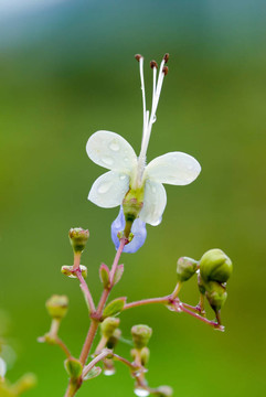 藍(lán)蝴蝶花