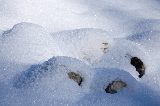 沒有雪