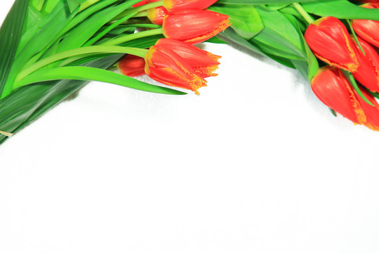 tulpen