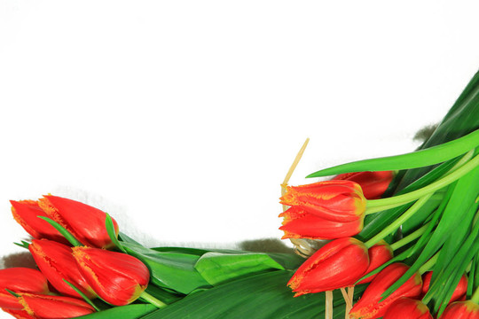 tulpen