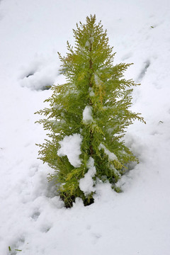 雪上孤獨(dú)的樹