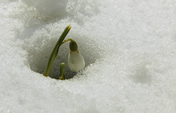雪花蓮
