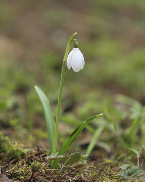 雪花蓮