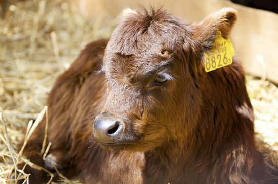 農(nóng)場(chǎng)動(dòng)物