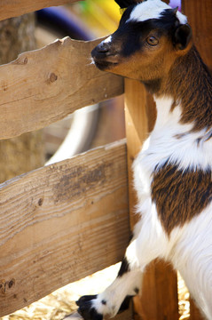 農(nóng)場動物