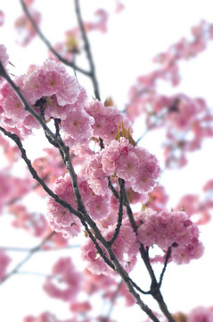 春蕾