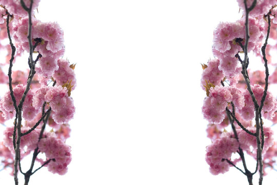 春蕾