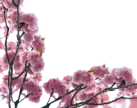 春蕾