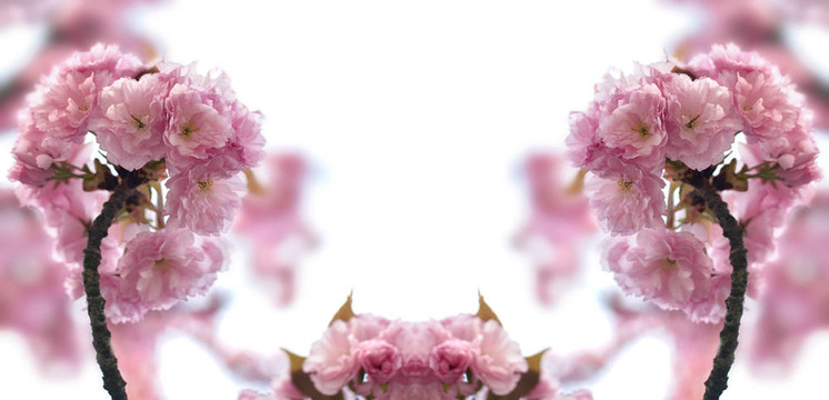 春蕾