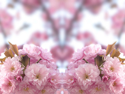 春蕾