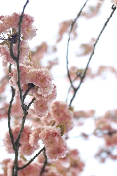 春蕾