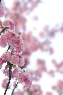 春蕾
