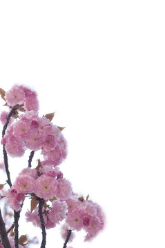 春蕾