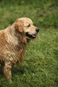 金毛獵犬洗澡后。