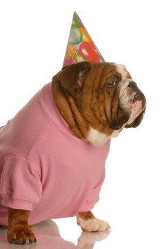 生日的狗
