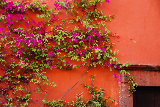 Bougainvillea爬一個(gè)橙色的墻