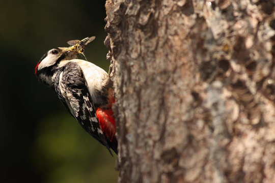 偉大的發(fā)現(xiàn)Woodpecker。