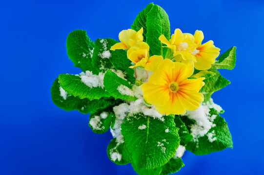 Snow的花