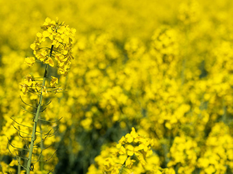 Rapefield特寫