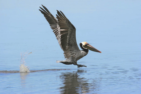 Brown Pelican（Pelecanus occidentalis）