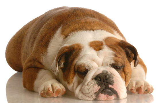 英國斗牛犬