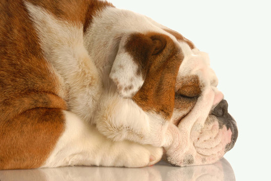 英國(guó)斗牛犬簡(jiǎn)介