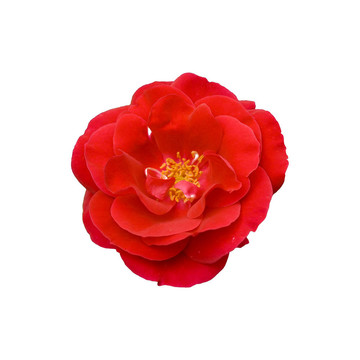 紅玫瑰隔離