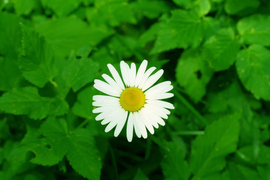 甘菊