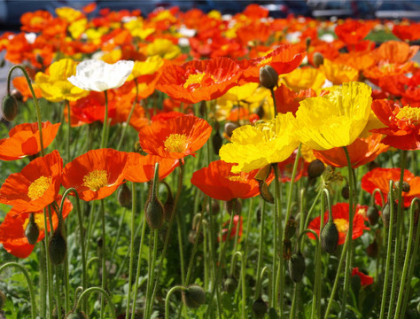 papavers