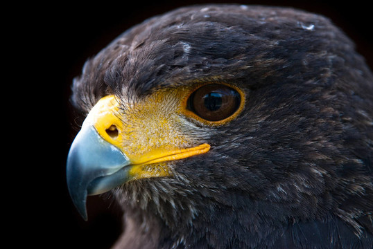 Harris Hawk的肖像