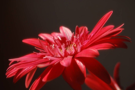 非洲菊