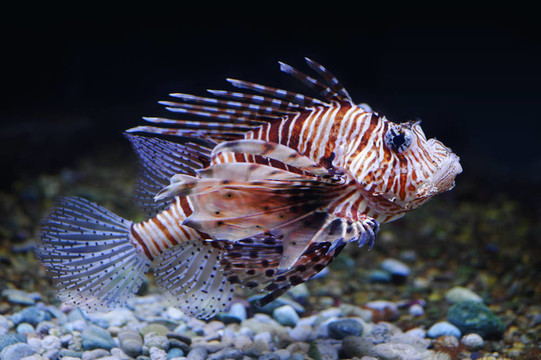 獅子魚