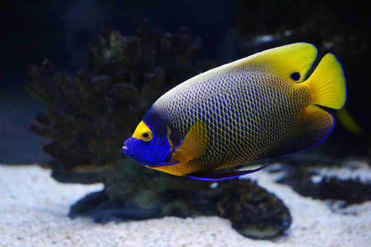 熱帶魚