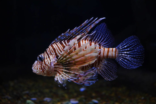 獅子魚