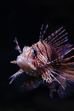 獅子魚