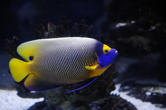 熱帶魚