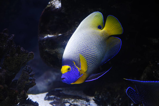 熱帶魚