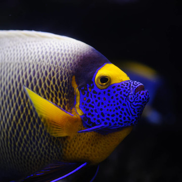 熱帶魚