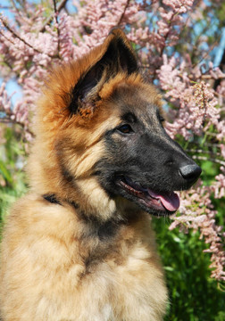 小狗坦比連犬